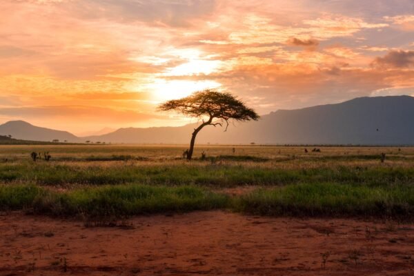 Tanzania Great Migration Safari