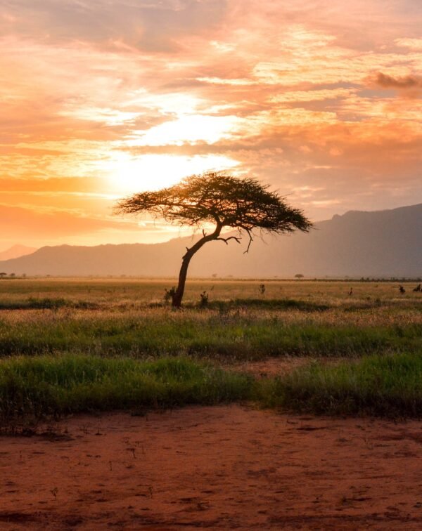 Tanzania Great Migration Safari